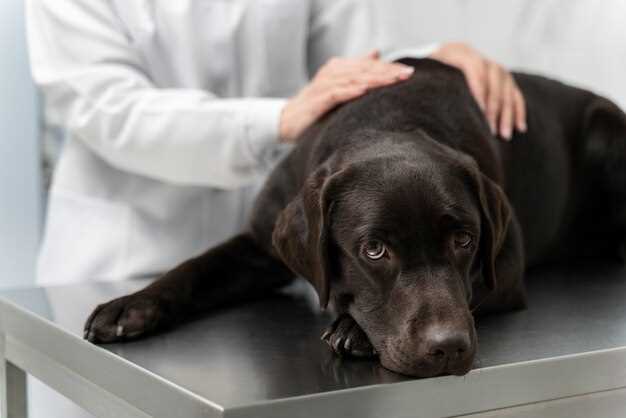 Common Symptoms of Hydrochlorothiazide Toxicity in Dogs