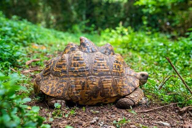 Chlorthalidone versus hydrochlorothiazide a tale of tortoises and a hare