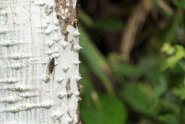 Hydrochlorothiazide side effects hives